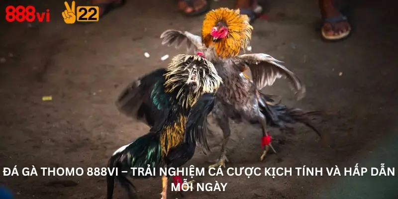 Đá Gà Thomo 888Vi – Trải Nghiệm Cá Cược Kịch Tính Và Hấp Dẫn Mỗi Ngày